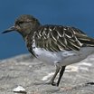 Black Turnstone